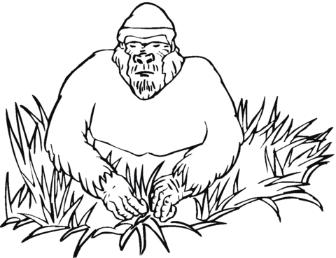 Gorilla In Grass Coloring Page